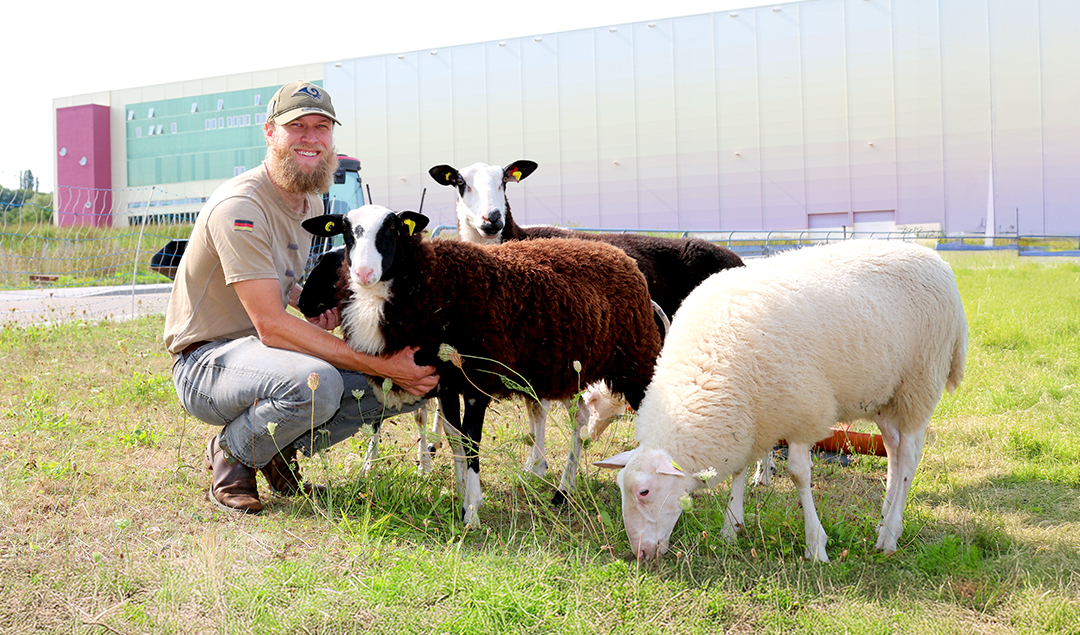 Schäfer mit Schafen vor dem BADER Versandzentrum